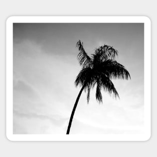 Palmtree black&white Sticker